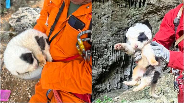 Πήλιο: Πέταξαν κουτάβια σε χαράδρα - Σώθηκε μόνο το ένα που έπεσε πάνω σε σακούλες σκουπιδιών [εικόνες]