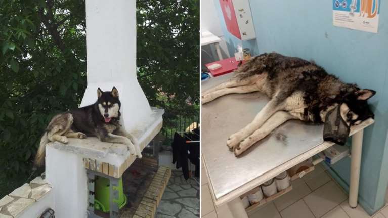 Ποιοι κακοποίησαν το χάσκι στην Αράχωβα: Υποπτα δύο άτομα από τηλε-ριάλιτι - Φοβάται να καταθέσει ο αυτόπτης μάρτυρας