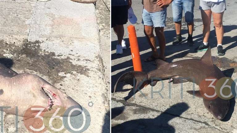 Κρήτη: Ψαράδες έπιασαν τεράστιο καρχαρία μήκους πάνω από δύο μέτρα