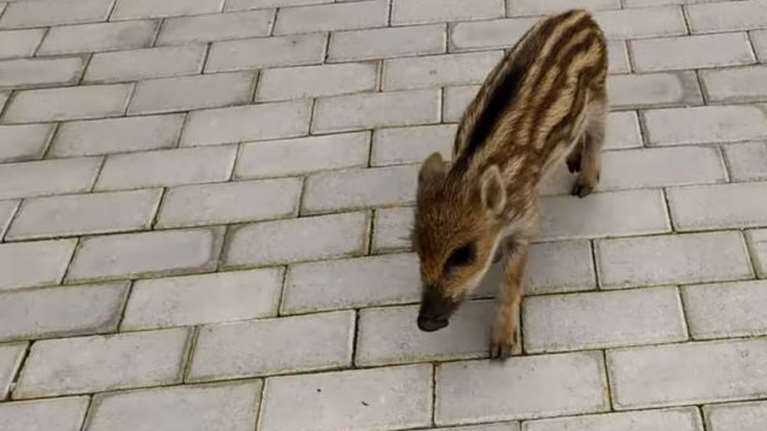 Μαντώ το αγριογουρουνάκι: Αυτή είναι η μασκότ στην πλατεία Σπερχειάδας [Βίντεο]