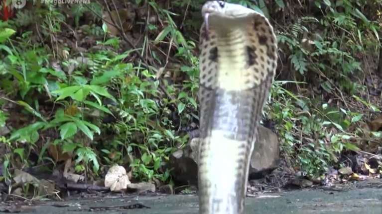 Αθήνα: Χαροπαλεύει στην εντατική 30χρονος - Τον δάγκωσε η κόμπρα που είχε για κατοικίδιο [Βίντεο]