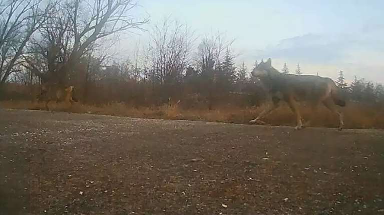 Λύκος κάνει βόλτες δίπλα από νηπιαγωγείο στις Σέρρες: Αναστατωμένοι γονείς και μαθητές [βίντεο]