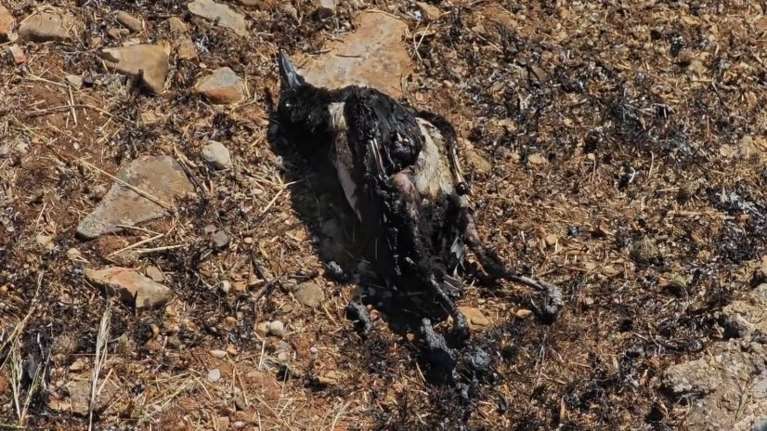 Φωτιά στο Άνω Σούλι: Μαρτυρία ότι η πυρκαγιά ξεκίνησε από καρακάξα που έπεσε πάνω σε κολώνα του ΔΕΔΔΗΕ [βίντεο]