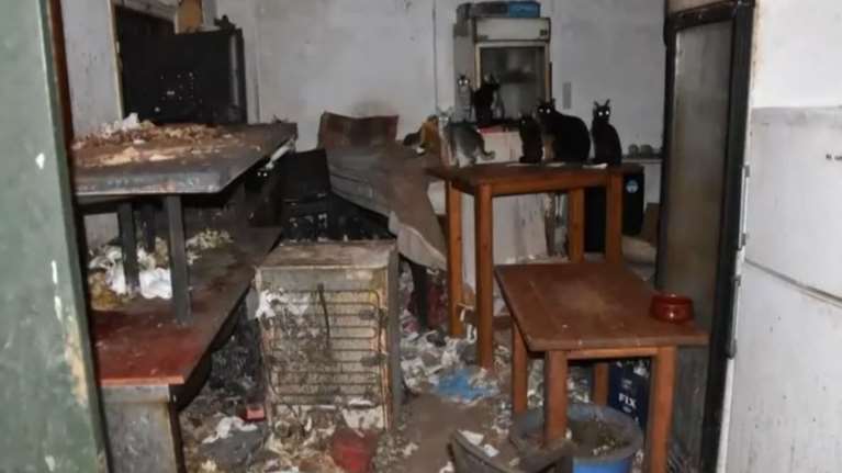 Δονούσα: Πρόστιμο πάνω από 1,7 εκατ. ευρώ σε 63χρονο για βασανισμό ζώων - Είχε φυλακίσει 58 γάτες [βίντεο]