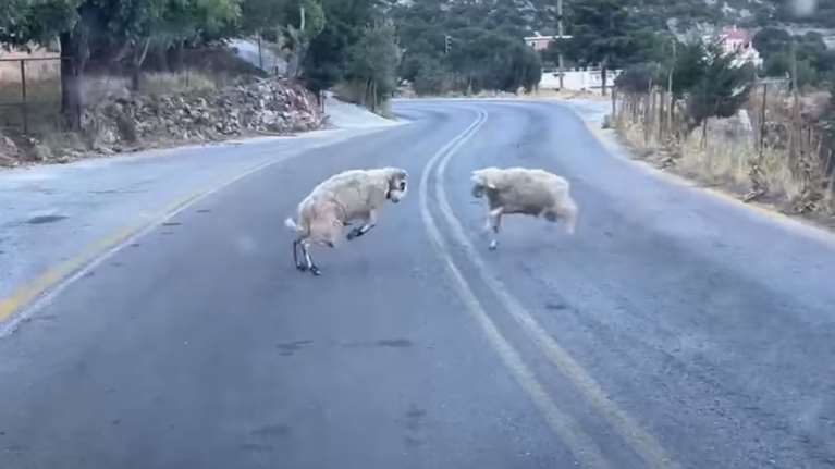 Πονοκέφαλος στα Σφακιά: Εξαγριωμένα κριάρια παίρνουν φόρα και αρχίζουν τα κουτουλίδια στη μέση του δρόμου [Βίντεο]