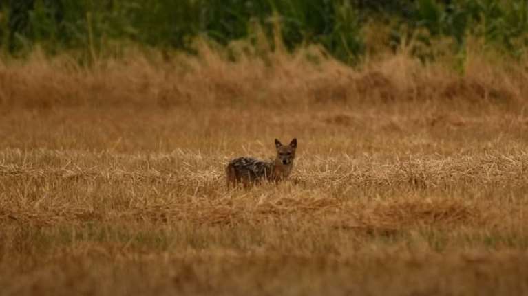 Σπάνιο χρυσό τσακάλι εντοπίστηκε στη λίμνη Κάρλα [Εικόνες, βίντεο]