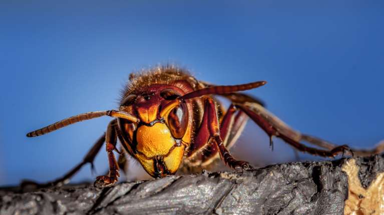 Πάτρα: Πήγε στο νοσοκομείο επειδή τον τσίμπησαν σφήκες - Τελικά πέθανε από ανακοπή καρδιάς