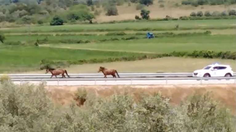Αμφιλοχία: Άγρια άλογα καλπάζουν στην Ιονία Οδό [Βίντεο]