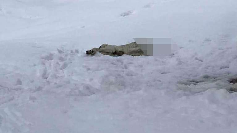 Παρέμβαση εισαγγελέα για τον αποκεφαλισμένο σκύλο στα Κάτω Λεχώνια Πηλίου