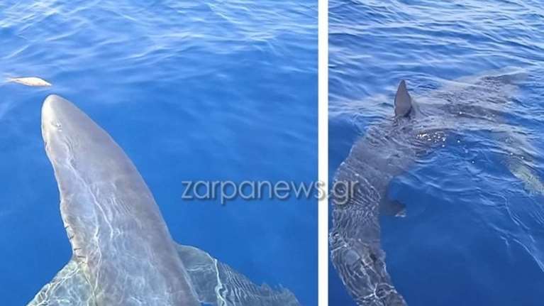 Κύθηρα: Ψαράδες βρήκαν γαλάζιο καρχαρία τριών μέτρων - Τον χάιδεψαν και τον τάισαν ψαράκια [Βίντεο]