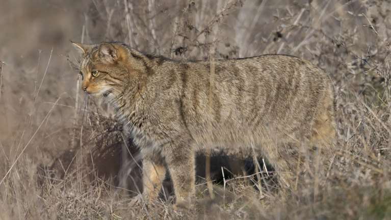 Ενα πανέμορφο θηλαστικό το μοναδικό άγριο αιλουροειδές στην Ελλάδα στη Λίμνη Κερκίνη - Εικόνες από τον αγριόγατο