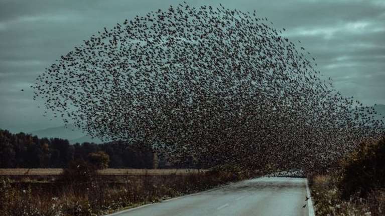 Το μεγαλείο της φύσης: Χιλιάδες πουλιά &quot;χορεύουν&quot; στον ουρανό - Εντυπωσιακές εικόνες
