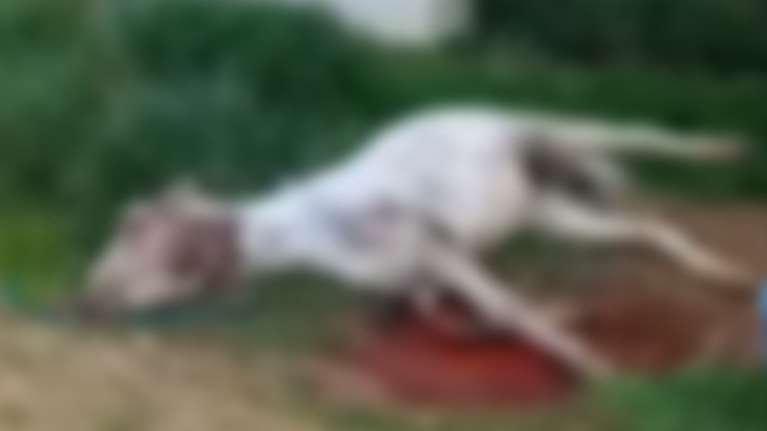 Νεκρό μουλάρι στη Σέριφο: &quot;Αυτός που τα λέει είναι συκοφάντης, δεν ήταν βασανισμένο&quot; λέει ο δήμαρχος