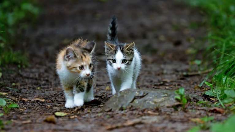 Μυτιλήνη: Έλουσε με οινόπνευμα γατάκι, το έβαλε σε σακούλα και το πέταξε στα σκουπίδια