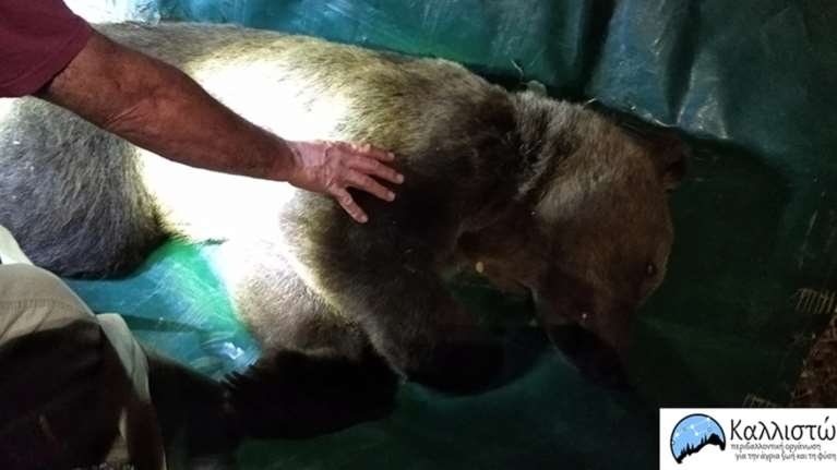 Αρσενική αρκούδα έκοβε... βόλτες σε κατοικημένη περιοχή στην Καστοριά - Εφτασε κολυμπώντας από τη λίμνη [Εικόνες]