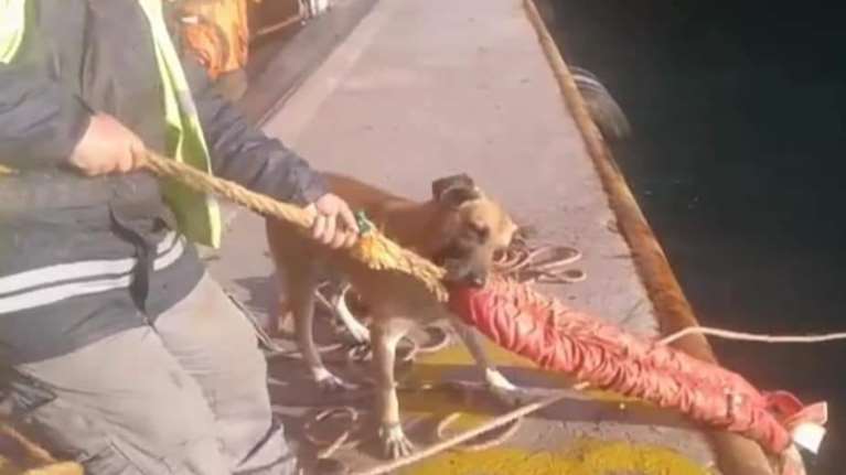 Οι λιμενεργάτες αποχαιρετούν τον &quot;Λουκάνικο&quot; του Πειραιά: Ο Δίας δεν είναι πια μαζί μας στους αγώνες μας [εικονες]