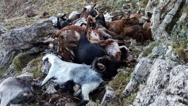 Αρκαδία: Κεραυνός ξεκλήρισε κοπάδι με 70 κατσίκες στο Αρτεμίσιο - Σε απόγνωση ο κτηνοτρόφος
