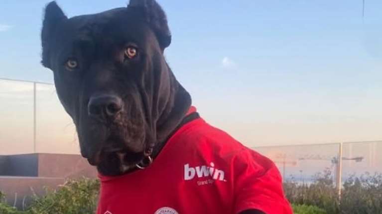 Ολυμπιακός: Ο Μιλουτίνοφ έντυσε στα κόκκινα τον σκύλο του, από τη χαρά του