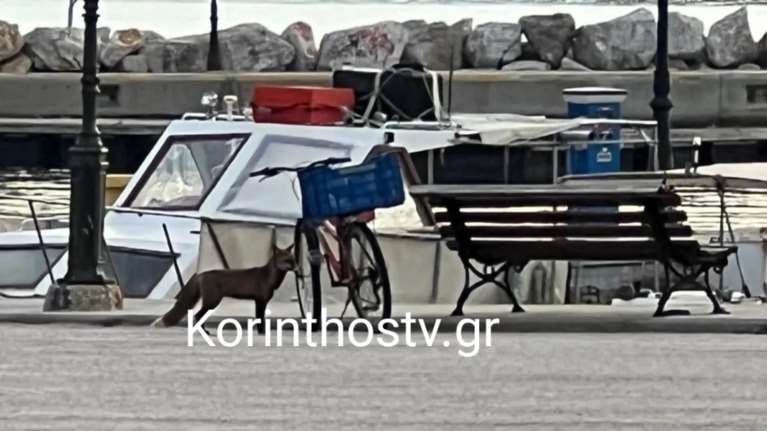 Αλεπού έκανε βόλτες στο λιμάνι της Κορίνθου [εικόνες - βίντεο]