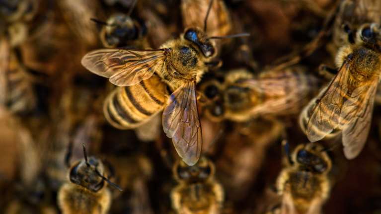 Λήμνος: Τον σκότωσαν οι μέλισσες - Ανακοπή από τα τσιμπήματα για έναν 48χρονο