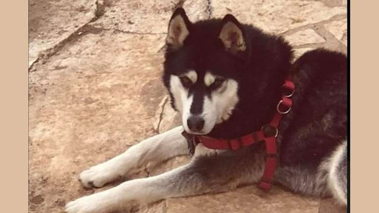 Ανατροπή: Δεν θα γίνει εκταφή του Ολιβερ - Φίλος του ιδιοκτήτη πέταξε τη σορό του ζώου σε χωράφι