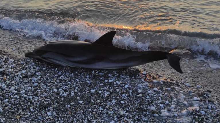 Λάρισα: Δελφίνι ενάμιση μέτρου βρέθηκε νεκρό στην παραλία της Βελίκας [εικόνες-βίντεο]