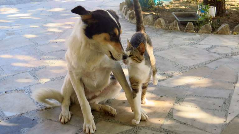 Ζώα συντροφιάς: &quot;Ξεπαγώνει&quot; η υποχρεωτική στείρωση ή αποστολή DNA - Πρόστιμο 1.000 ευρώ σε όσους δεν συμμορφώνονται