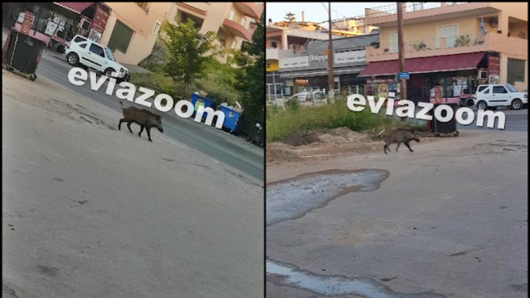 Απίστευτες σκηνές στη Χαλκίδα: Αγριογούρουνο έκοβε βόλτες μέσα στην πόλη [Εικόνες]