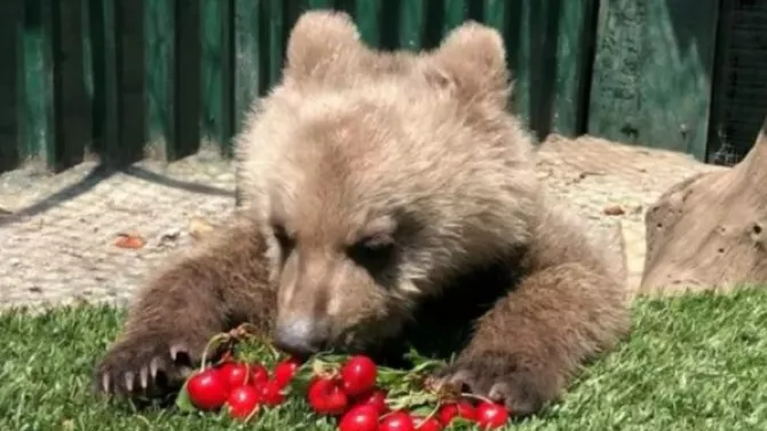 Viral ο Θωμάς: Το ορφανό αρκουδάκι από τη Φλώρινα τρώει κεράσια και το απολαμβάνει