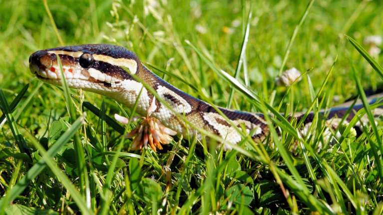 Αυστραλία: Επίθεση πύθωνα σε 5χρονο παιδάκι - Το δάγκωσε και το έσυρε σε πισίνα, αλλά επέζησε