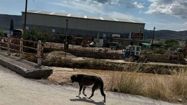 Βόλος: Ολική καταστροφή στο καταφύγιο της Φιλοζωικής Ομάδας από την κακοκαιρία Daniel [εικόνες]