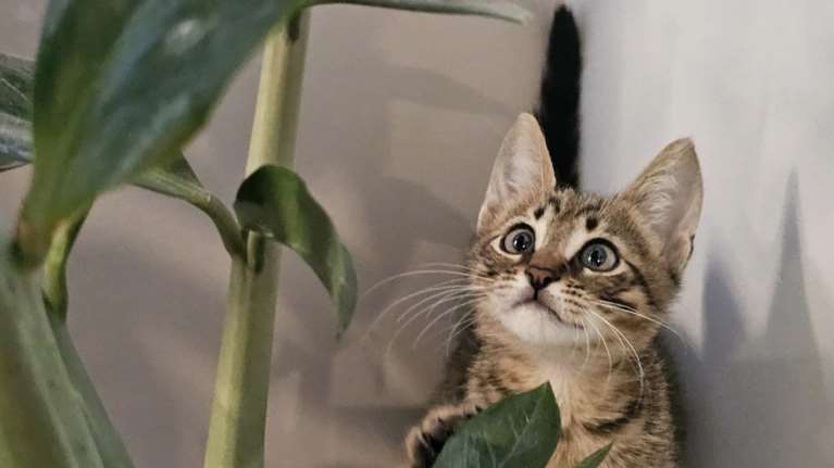 Ο Ζορό  είναι στην ηλικία που ανακαλύπτει τον κόσμο, δεν θα βαρεθείτε να τον χαζεύετε να παίζει ποτέ