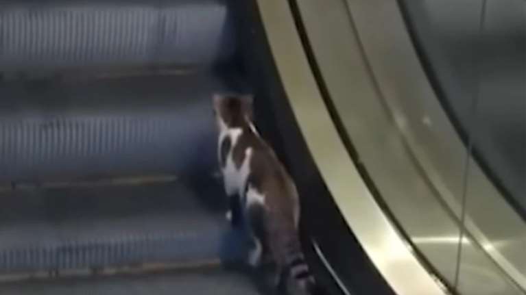 Χαριτωμένη γατούλα προσπαθεί ξανά και ξανά να ανέβει ανάποδα σε κυλιόμενη σκάλα [βίντεο]