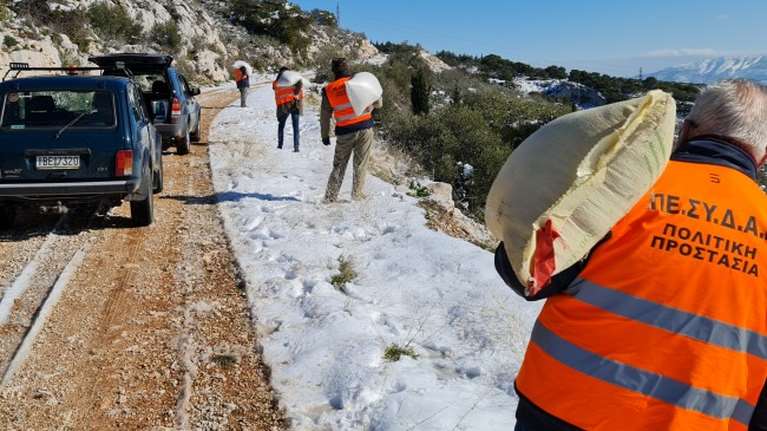 Κακοκαιρία "Ελπίδα": Ρίχνουν τροφή για τα ζώα στο χιονισμένο όρος Αιγάλεω