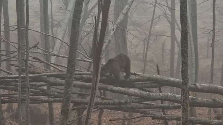 Νυμφαίο: Ξύπνησαν από τη χειμερία νάρκη οι αρκούδες - Η βόλτα του &quot;Γιώργου&quot; [Βίντεο]