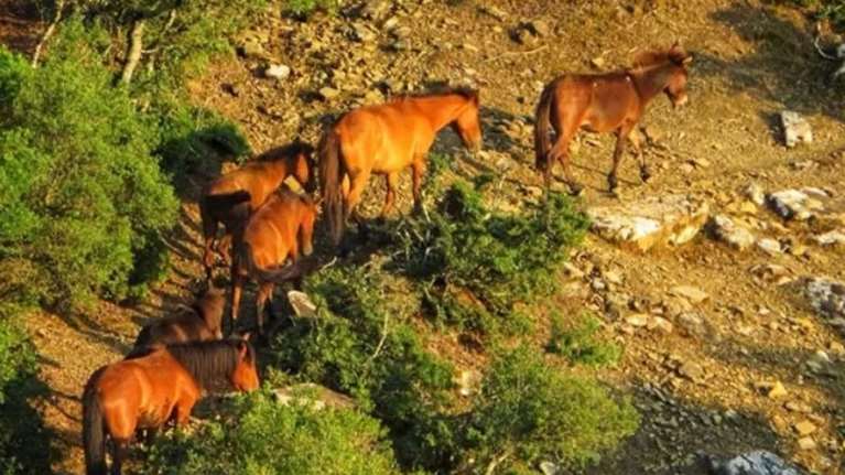 Κτηνωδία: Πυροβόλησαν και σκότωσαν άγρια άλογα στον κάμπο της Λεπενούς στην Αιτωλοακαρνανία