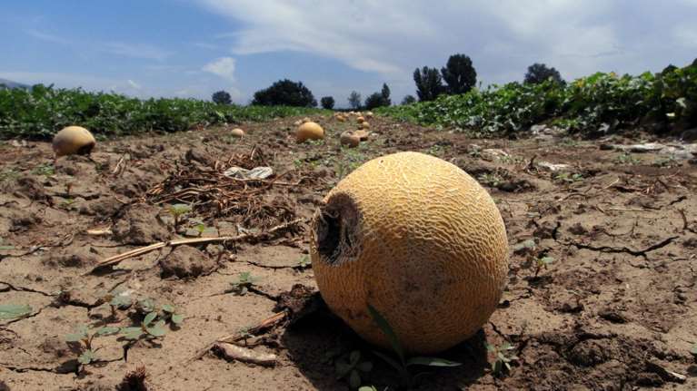 Νέες καταγγελίες για τον ΟΠΕΚΕΠΕ: Επιδοτήσεις για... μπανάνες και πεπόνια σε υψόμετρο 800 μέτρων στον Δομοκό