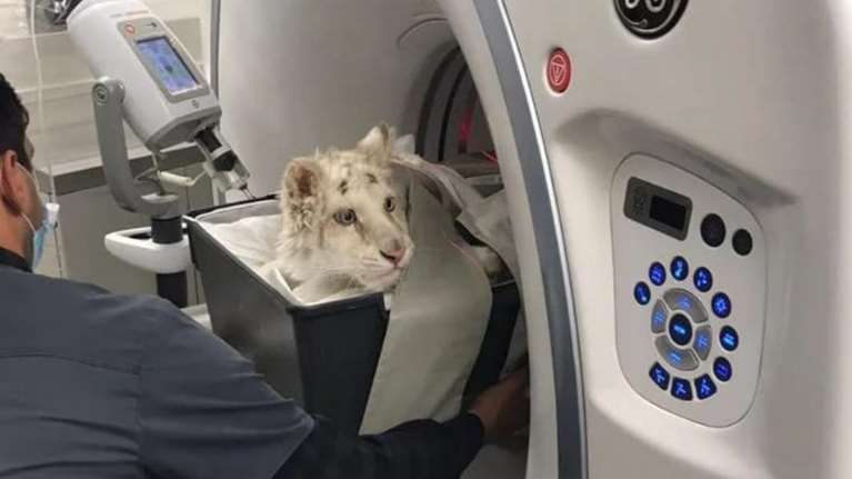 Σε κρίσιμη κατάσταση παραμένει το λευκό τιγράκι - Τι έδειξαν οι εξετάσεις [εικόνες]