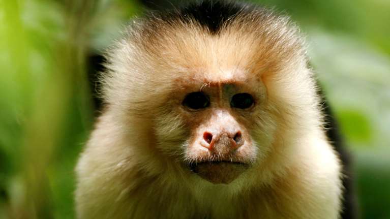 Αποκάλυψη σοκ από το BBC: Κύκλωμα σαδιστών βασάνιζε μέχρι θανάτου μαϊμουδάκια σε ζωντανή μετάδοση