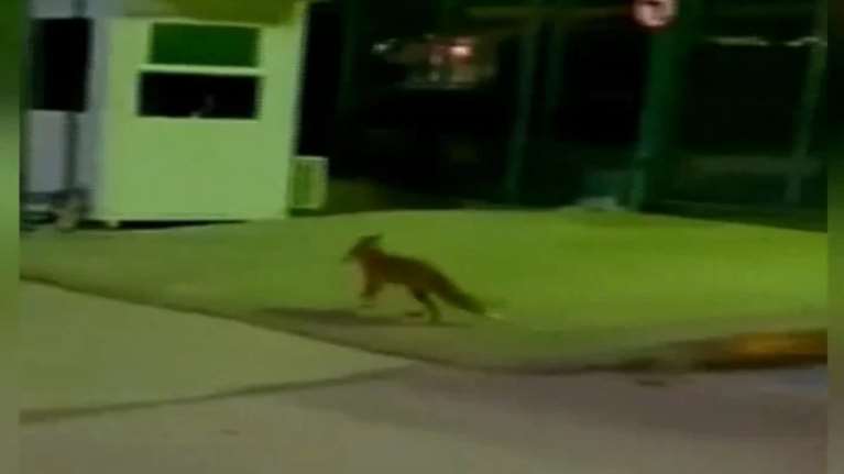 Αλεπού έκανε... βόλτα στο προαύλιο του Ραδιομεγάρου της ΕΡΤ [βίντεο]