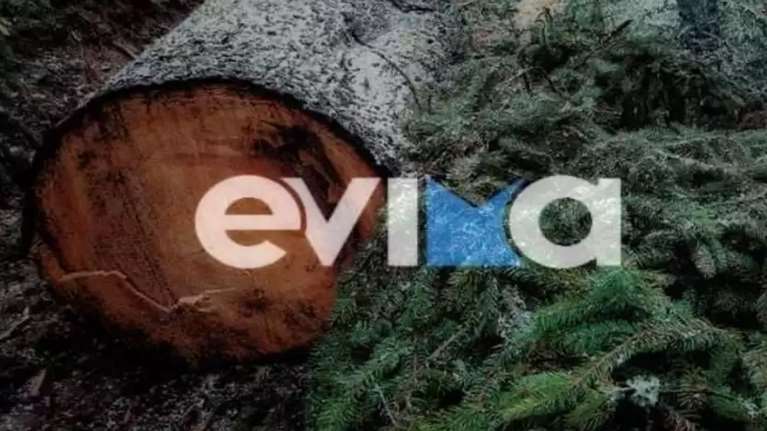 Τραγωδία στην Εύβοια: Δασεργάτης καταπλακώθηκε από πεύκο - &quot;2,5 ώρες χρειάστηκε το ασθενοφόρο&quot;
