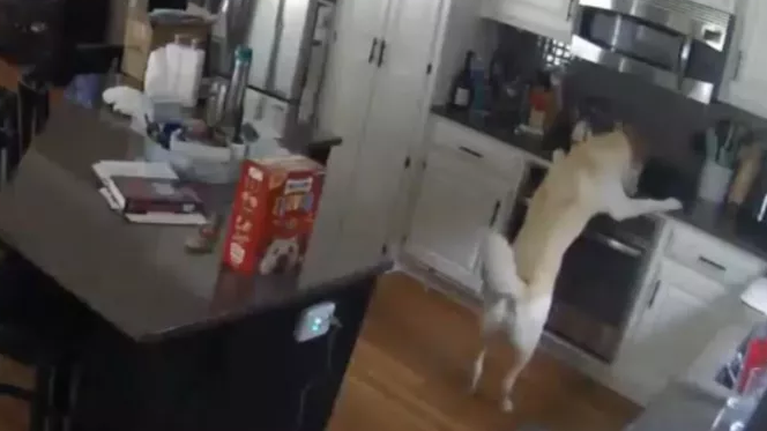 ΗΠΑ: Ο σκύλος άναψε το μάτι της κουζίνας αλλά έβαλε... φωτιά στο σπίτι [βίντεο]