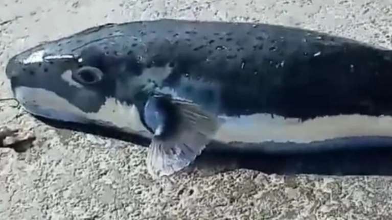 &quot;Επιδημία&quot; λαγοκέφαλων στα Δωδεκάνησα: Ζητούν... επικήρυξη οι ψαράδες της Καλύμνου