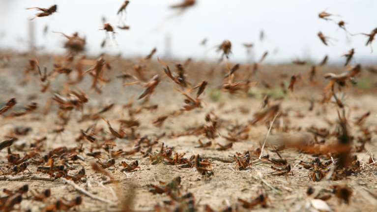 Οι "δέκα πληγές του Φαραώ" στην Κοζάνη: Σμήνη ακρίδων κατέστρεψαν καλλιέργειες με πιπεριές Φλωρίνης