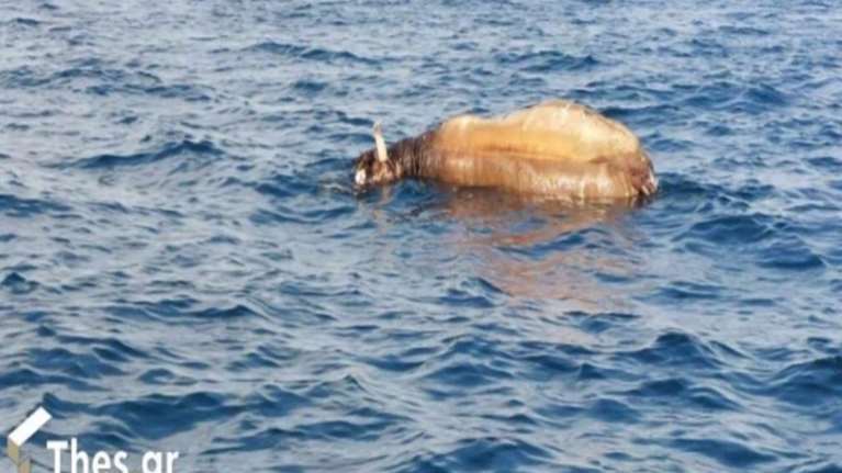 Αποτρόπαιο θέαμα στον Θερμαϊκό - Επιπλέει νεκρή αγελάδα