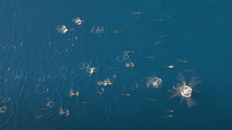 Μοναδικό θέαμα: Αγέλη με δελφίνια χορεύουν στο νερό στον Θεολόγο Φθιώτιδας [βίντεο]