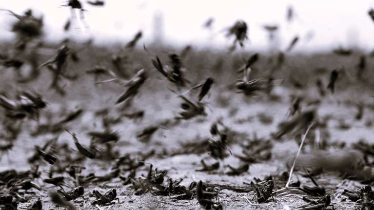 Όταν οι ακρίδες σκίασαν τον Αττικό ουρανό και ανάγκασαν τον δήμαρχο Πετράκη να τις επικηρύξει