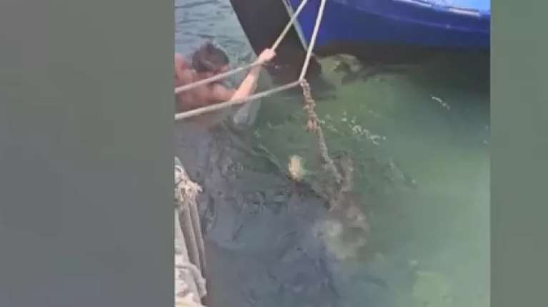 Ανάβυσσος: Ο πορνοστάρ Νεκτάριος περιγράφει πώς τον δάγκωσε η χελώνα καρέτα καρέτα [βίντεο]