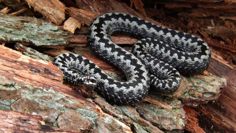 Βόλος: Τέσσερις φορές δάγκωσε η οχιά την 4χρονη - Παραμένει στη ΜΕΘ, ανταποκρίνεται στα φάρμακα