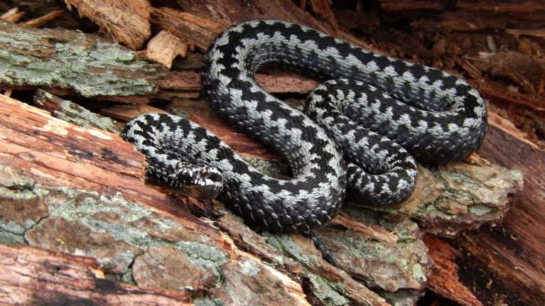 Πανικός από την εμφάνιση οχιάς σε νηπιαγωγείο των Τρικάλων [εικόνες]